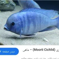اکواریوم|ماهی|شاهین‌شهر, خانه کارگر|دیوار