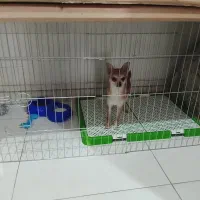 سگ شیواواقیمت33تخفیف کوچیکم دارع|سگ|ری, صفاییه (چشمه علی)|دیوار