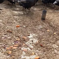 بوقلمون ماده  باب خواص پسندان