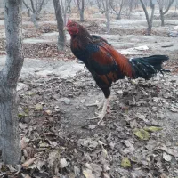 مرغ و خروس لاری