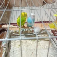 یه جفت مرغ عشق