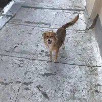 سگ اشپیتز ماده