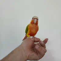 گرینچیک فول رد فوق دستی