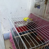 مرغ عشق|پرنده|بوشهر, |دیوار