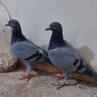 ی جفت سبز پلاکی|پرنده|اشکذر, |دیوار