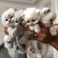 گربه اشرافی و اصیل (مجموعه گربه های میوهاپ)
