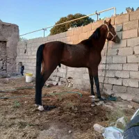 اسب نریون شجره دار|اسب و تجهیزات اسب‌سواری|سیرجان, |دیوار