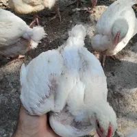 جوجه گوشتی 1 ماهه