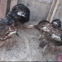 فروش فوری یک عدد بوقلمون ماده بزرگ