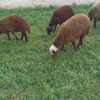 سه راس بره نر و دو راس ماده و یک چپش|حیوانات مزرعه|اصفهان, قهاب جنوبی|دیوار