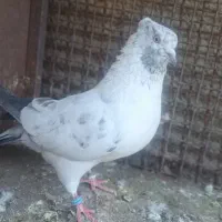 کبوتر پرشی بشرط