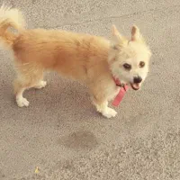 مژدگانی برای سگ گمشده