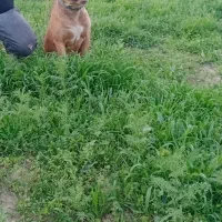 سلام حیوان  پیت بول نر