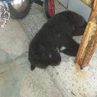 توله قهدریجان