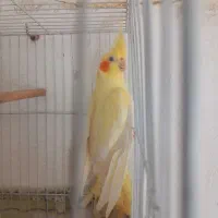 عروس هلندی ۳جفت ویه تکی|پرنده|گلبهار, نوبهار|دیوار