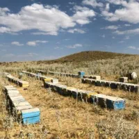 عسل ناب آذربایجان شرقی صددرصد خالص وبدون افزودنی|خوردنی و آشامیدنی|اردبیل, |دیوار