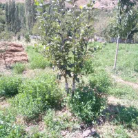 باغبانی وقلم زدن هرس کاری|خدمات باغبانی و درختکاری|مشهد, رسالت|دیوار