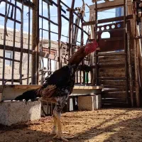 لاری اوشامو