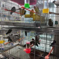 قناری .فنچ.عروس هلندی .مرغ عشق.|پرنده|خمینیشهر, |دیوار