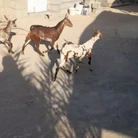 نری نقشی یکسال ونیم|حیوانات مزرعه|بندرعباس, |دیوار