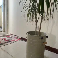 گلدان سطلی فلزی|گل و گیاه طبیعی|کرمانشاه, |دیوار