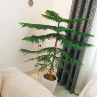 گل کاج مطبق ۲/۲۰۰