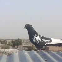 سینه سیاه|پرنده|مشهد, شهرک صنعتی توس|دیوار