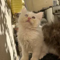 گربه هیمالین پرشین|گربه|گرگان, |دیوار