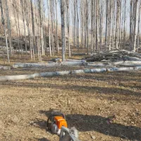 خرید درخت|خدمات باغبانی و درختکاری|ماکو, |دیوار