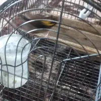 سهره با قفس|پرنده|شیراز, صاحب الزمان|دیوار