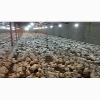 مرغداری گوشتی 30000هزاری قطعه ای|فروش دفتر صنعتی، کشاورزی، تجاری|تهران, بلوار کشاورز|دیوار