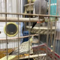 پرنده|پرنده|قرچک, باقرآباد|دیوار