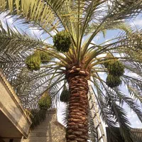 تمیز کردن نخل چیدن محصول نخل قطع نخل لقاح نخل
