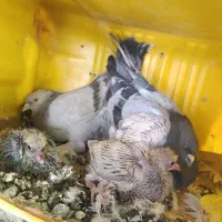 کبوتر طوقی و گوگ