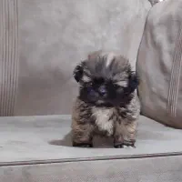 توله شیتزو سوپر فلت خالص ((تیکاپ))