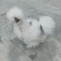 مرغ ابریشمی گردن لخت|حیوانات مزرعه|اهواز, امانیه|دیوار