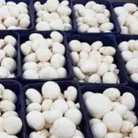 سرمایه گذاری در صنعت پرورش قارچ|استخدام مالی، حسابداری، حقوقی|تهران, چیتگر جنوبی|دیوار