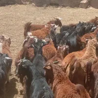 کهره فروشی وبز کهره دار