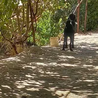 سگ درجه یک|سگ|محلات, |دیوار