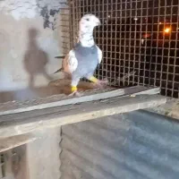 بزک سبز پلاکی|پرنده|شیراز, تندگویان|دیوار