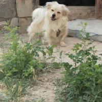 سگ پاپی