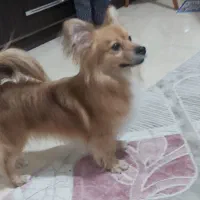 پامر روباهی