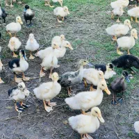 اردک پکنی یک ماهه|حیوانات مزرعه|رشت, حومه رشت|دیوار