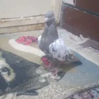 سینه سیاه شهر شاوور