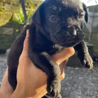 سگ نژاد میکس کنکورسو و پیت بول