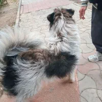 سگ نژاد شیطون