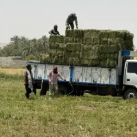 یونجه پرس خشک تازه