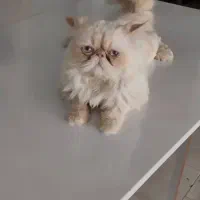 گربه چشم ابی