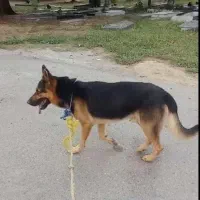 سگ ژرمن نر گمشده