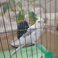 عروس هلندی وایت فیس قیمت مناسب|پرنده|برخوار, |دیوار